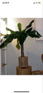 Bananenplant zonder pot, Tuin en Terras, Planten | Tuinplanten, Volle zon, Vaste plant, Bloeit niet, Ophalen