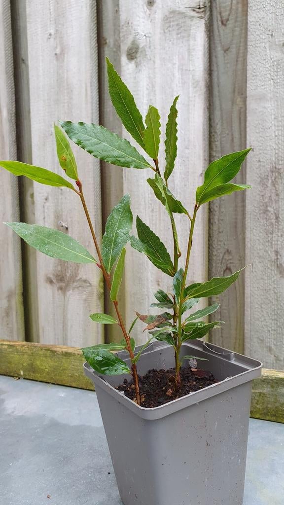 Laurier plant kruid, Ophalen, Overige soorten, Volle zon