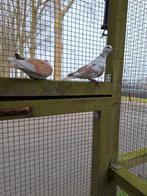 Te koop, mooi span tortelduiven, Dieren en Toebehoren, Meerdere dieren, Postduif