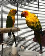 Koppel zonparkieten, Meerdere dieren, Parkiet, Geringd