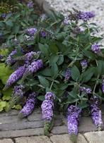 Vlinderstruiken, div. soorten vaste planten, Ophalen, Vaste plant, Overige soorten, Halfschaduw