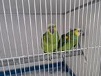 Koppel blauwvoorhoofd amazones, Dieren en Toebehoren, Vogels | Parkieten en Papegaaien, Meerdere dieren, Papegaai
