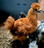 Prachtige zijdehoenders kriel en USA, Dieren en Toebehoren, Pluimvee, Vrouwelijk, Kip