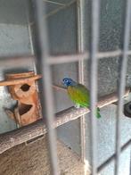 Pionus Menstruus man, Dieren en Toebehoren, Mannelijk, Papegaai