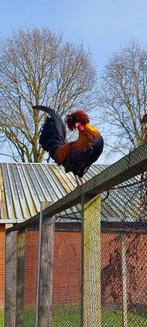 Kuifhoen krielhanen, Mannelijk, Kip