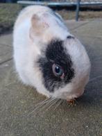 Lief konijn te koop, luistert naar alle namen., Dieren en Toebehoren, Konijnen, Vrouwelijk, Klein, Hangoor, 3 tot 5 jaar