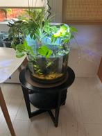 Orgineel rond aquarium te koop, Ophalen of Verzenden, Zo goed als nieuw