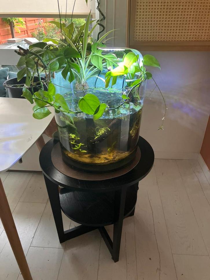 Orgineel rond aquarium te koop, Huis en Inrichting, Woonaccessoires | Zuilen en Pilaren, Zo goed als nieuw, Ophalen of Verzenden