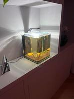 Aquarium Dennerle Nano Cube 20 met +/- 50 vuurgarnalen, Dieren en Toebehoren, Vissen | Aquaria en Toebehoren, Ophalen, Gebruikt
