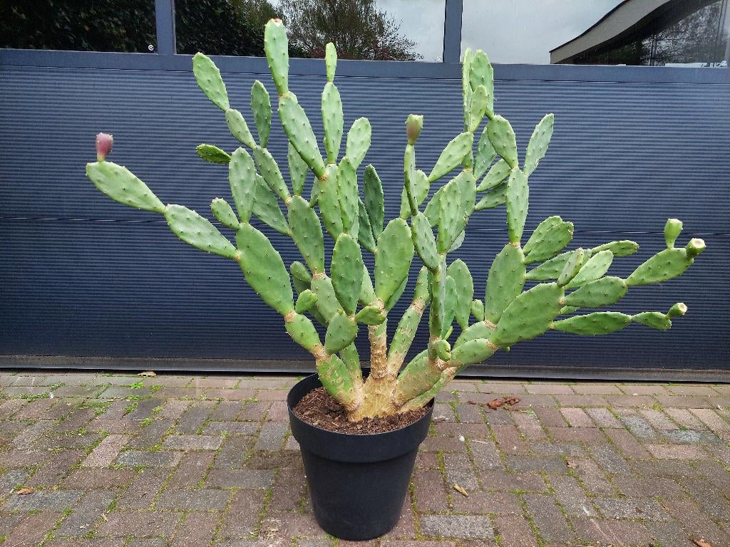 XXL Opuntia Vulgaris - Vijgencactus / Schijfcactus H: 130 cm, Volle zon, Vaste plant, Zomer, Ophalen