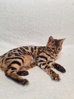 Bengal cat, Dieren en Toebehoren, Poes