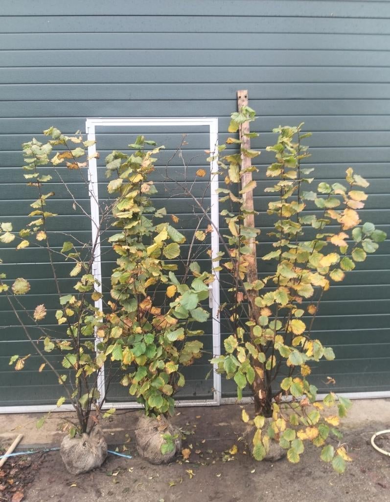 Hazelaar (Corylus avellana), Ophalen, Overige soorten, 100 tot 250 cm