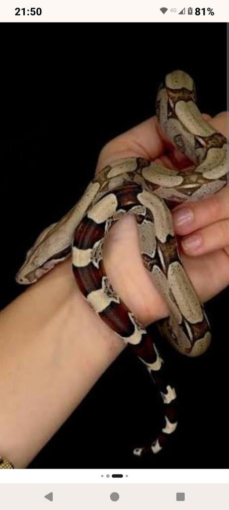 (GEZOCHT) BOA CONSTRICTOR, Dieren en Toebehoren, Reptielen en Amfibieën, Slang, 0 tot 2 jaar
