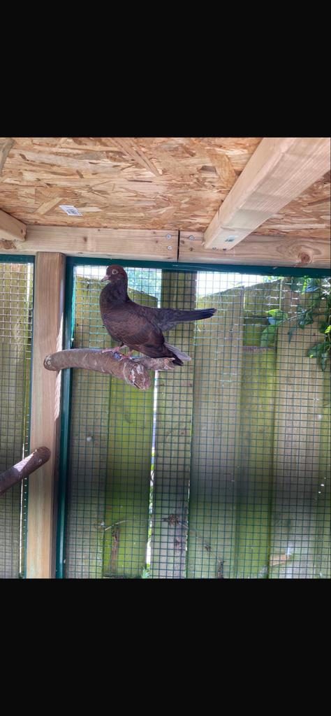 Oosterse rollers. Duiven, Meerdere dieren, Overige soorten