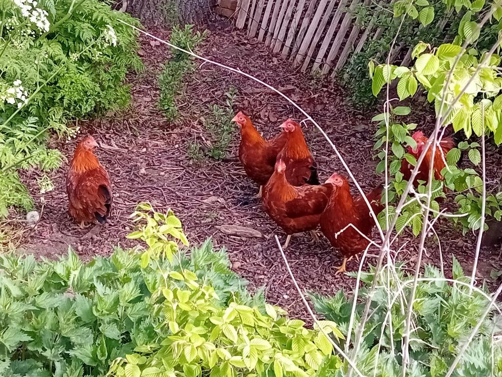 New Hampshire kriel kippen, Dieren en Toebehoren, Meerdere dieren, Kip