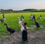 Op reservering: Loopeendpulletjes!, Dieren en Toebehoren, Meerdere dieren, Eend