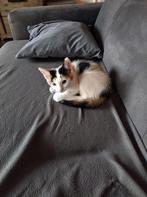 Nieuw huis gezocht voor jonge poes, Poes