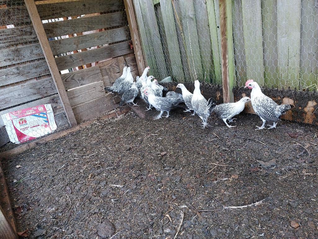 jonge zilverpel kippen, Dieren en Toebehoren, Pluimvee, Vrouwelijk, Kip