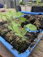 Biologische peultjes plantgoed, Ophalen, Volle zon, Groenteplanten, Eenjarig