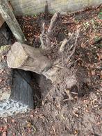 2 boomstronken gratis af te halen, Bloeit niet, Overige soorten, Minder dan 100 cm, Ophalen