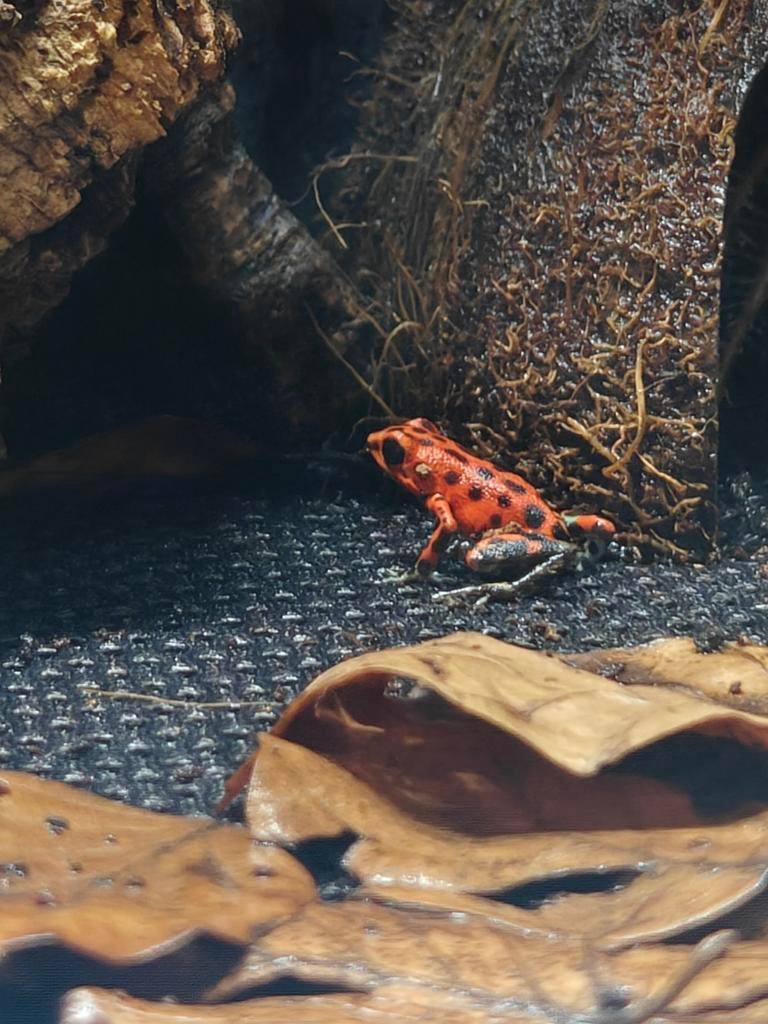 Pumilio Bastimentos., 0 tot 2 jaar