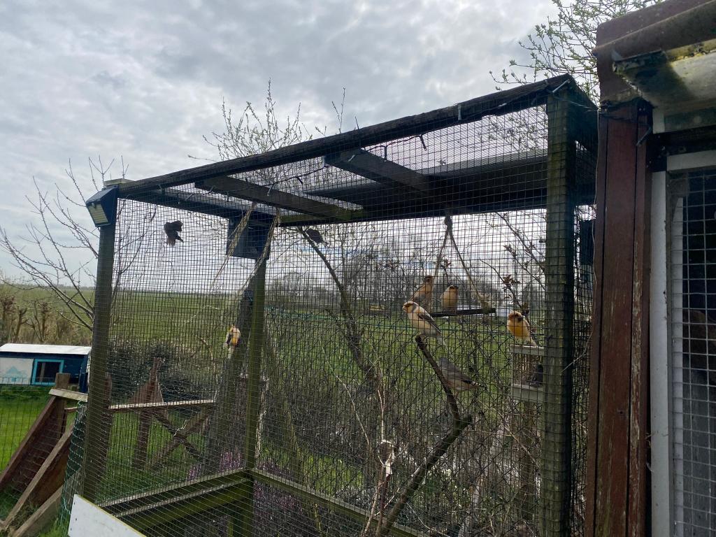 Kanarie's mannetje, Mannelijk, Kleurkanarie