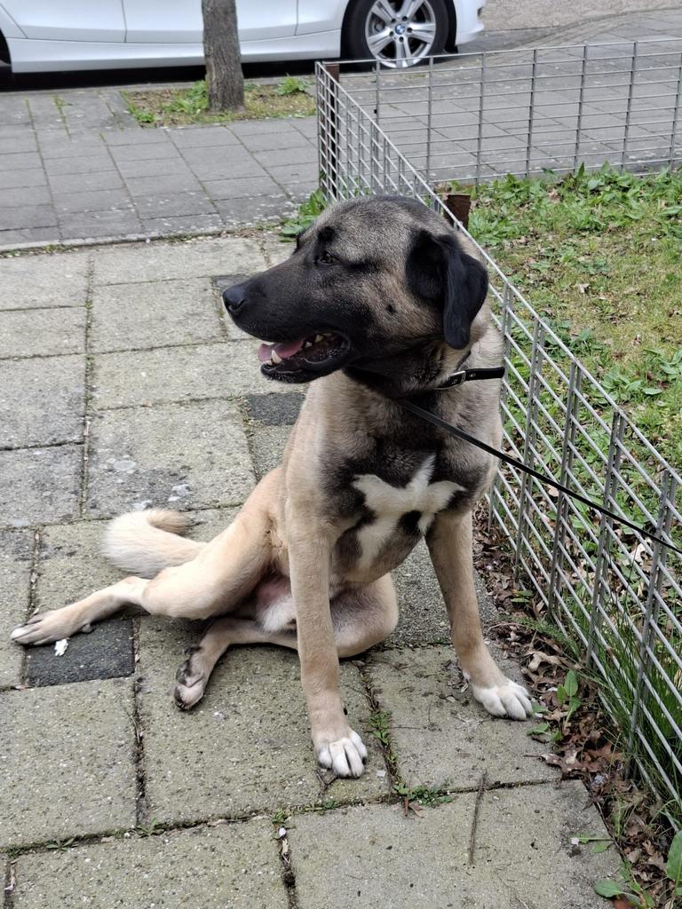 Turkse kangal, Dieren en Toebehoren, Eén hond, 3 tot 5 jaar, Nederland, Particulier