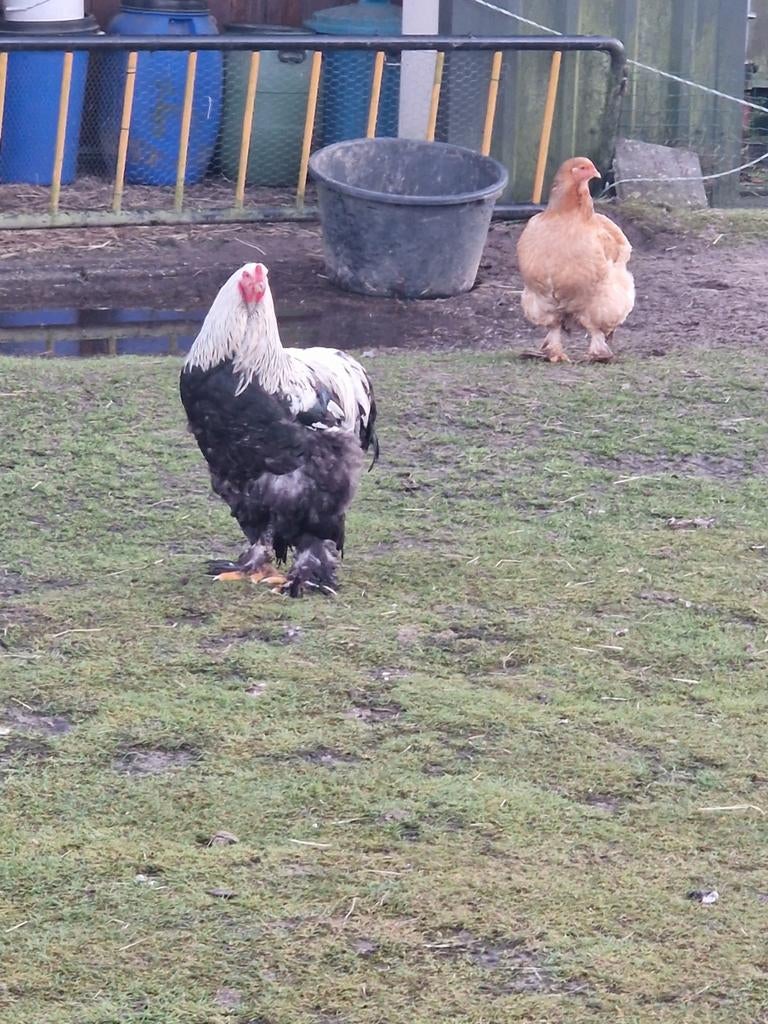 Mooie Brahma haan. Gratis, Dieren en Toebehoren, Mannelijk, Kip