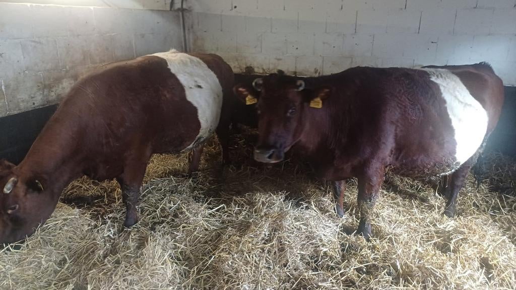 3 dragende lakenvelder koeien., Vrouwelijk