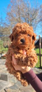 Lief stoer rood poedel reutje zoekt een 5 sterren huisje!, Poedel, Reu, 8 tot 15 weken, Eén hond