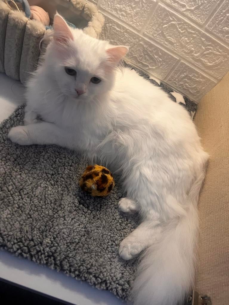 Mooie Perzische MIX BKH poes, Dieren en Toebehoren, Poes, 0 tot 2 jaar