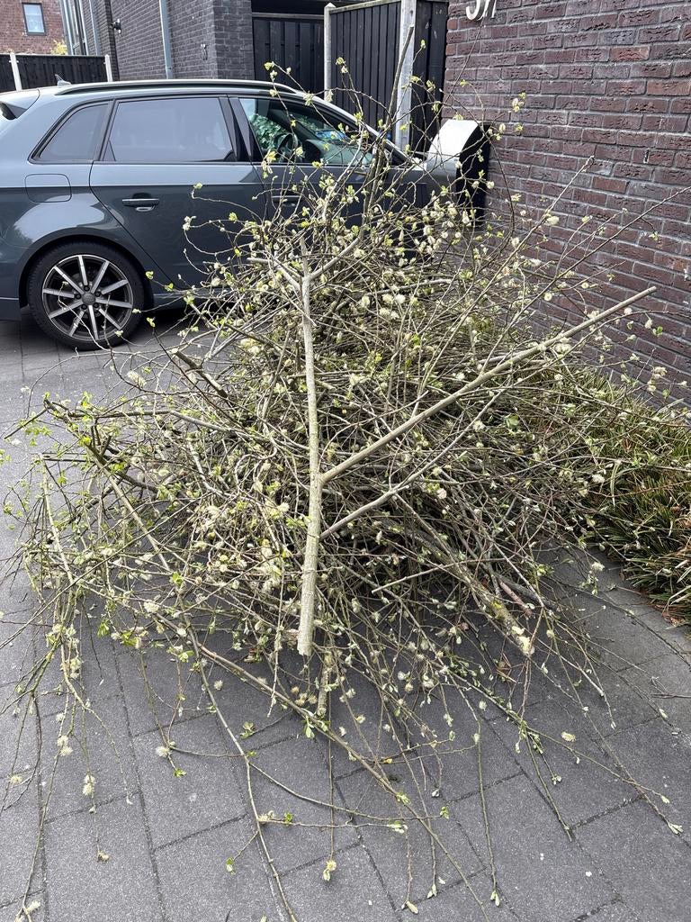 Gratis verse wilgentakken, Volle zon, Vaste plant, Lente, Ophalen