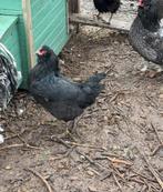 Kippen te koop, Dieren en Toebehoren, Vrouwelijk, Kip