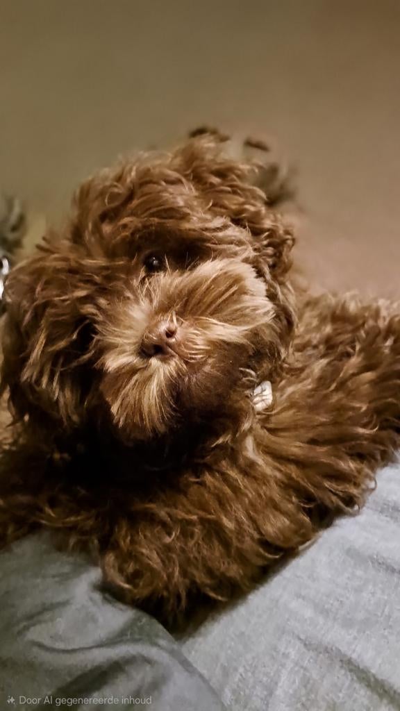 Mini Doodles/ ShiPoo's- 3 reutjes., Parvo, Overige rassen, 8 tot 15 weken, Meerdere