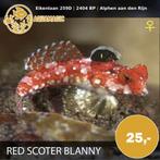 Red Scoter Blenny, Vis, Zoutwatervis