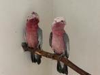 Rose kaketoe - Eolophus roseicapilla, Meerdere dieren, Papegaai, Geringd