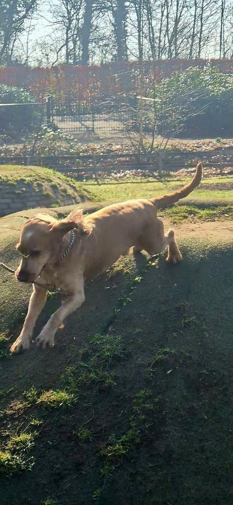 Onze lieve Joy, Dieren en Toebehoren, 6 jaar of ouder, België, Particulier, Eén hond