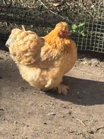 Twee Cochin kippen te koop, Dieren en Toebehoren, Pluimvee, Vrouwelijk, Kip