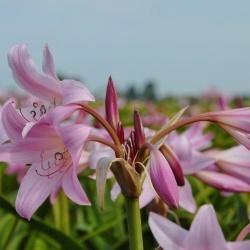 Crinum "Ellen Bousanguet" planten, Tuin en Terras, Bloembollen en Zaden, Bloembol, Voorjaar, Volle zon, Ophalen
