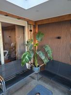 Strelitzia nicolai kamerplant, ongeveer 1,8 meter hoog, Ophalen of Verzenden, Halfschaduw