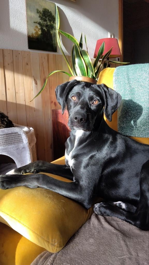 Leia kruising jachthond., Parvo, 15 weken tot 1 jaar, Teef, Eén hond