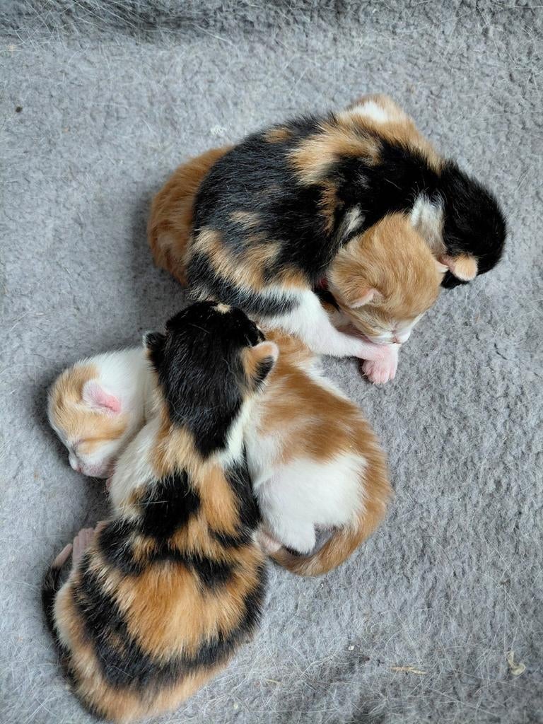 Kittens, Dieren en Toebehoren, Katten en Kittens | Overige Katten, Meerdere dieren