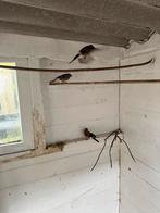 Noootse goudvink pop, Dieren en Toebehoren, Vrouwelijk, Wildzangvogel, Geringd