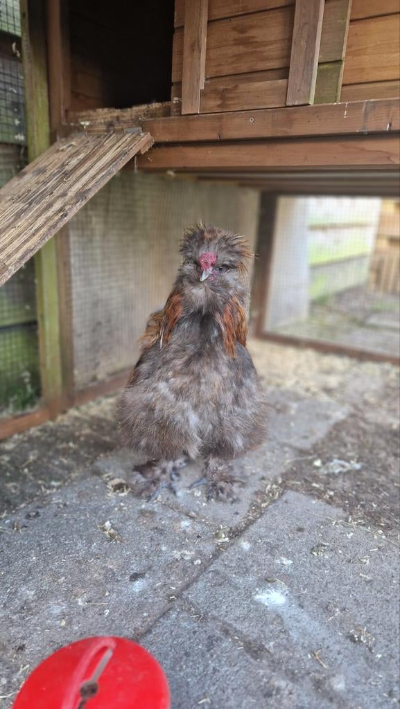 Zijdehoen haantje, Mannelijk, Kip