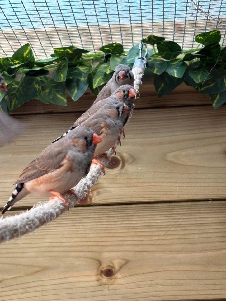 Zebravinken, Dieren en Toebehoren, Vogels | Overige Vogels, Meerdere dieren