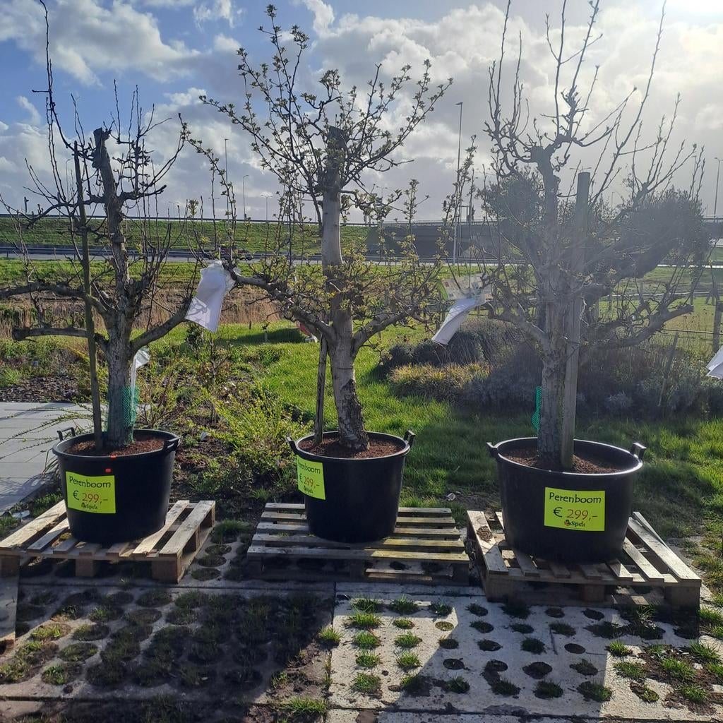 Oude perenbomen en appelbomen, Ophalen, Lente