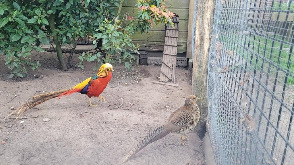 Goudfazant paar, Dieren en Toebehoren, Pluimvee