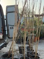 Japanse sierkers meerstammig pak de bloesem mee koop nu !!!!, Overige soorten, 250 tot 400 cm, Zomer, Ophalen