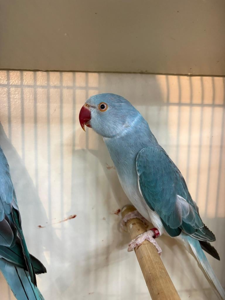 Koppel halsband in mooie aparte kleuren, Dieren en Toebehoren, Vogels | Parkieten en Papegaaien, Meerdere dieren, Parkiet, Geringd