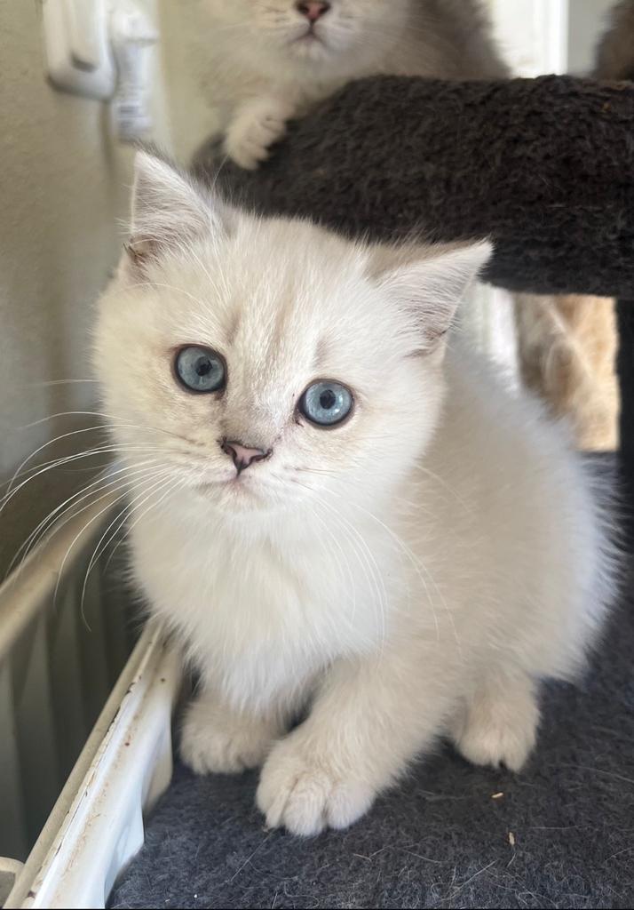 Britse korthaar kittens, Meerdere dieren